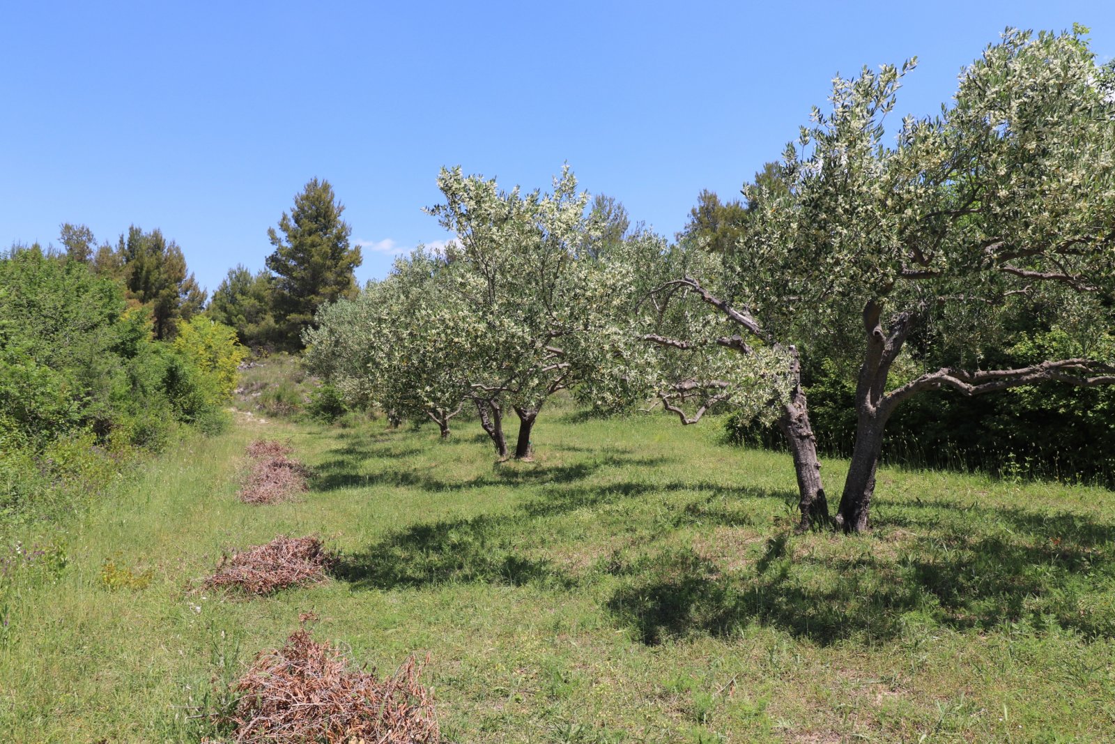 308914 - Grundstück in Skradin 