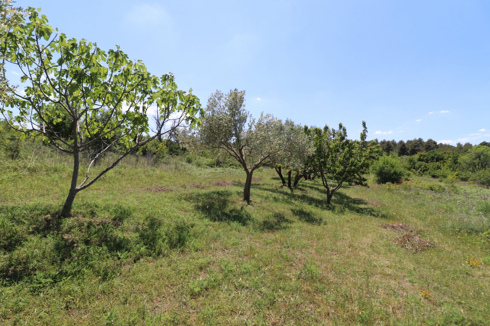 308914 - Grundstück in Skradin