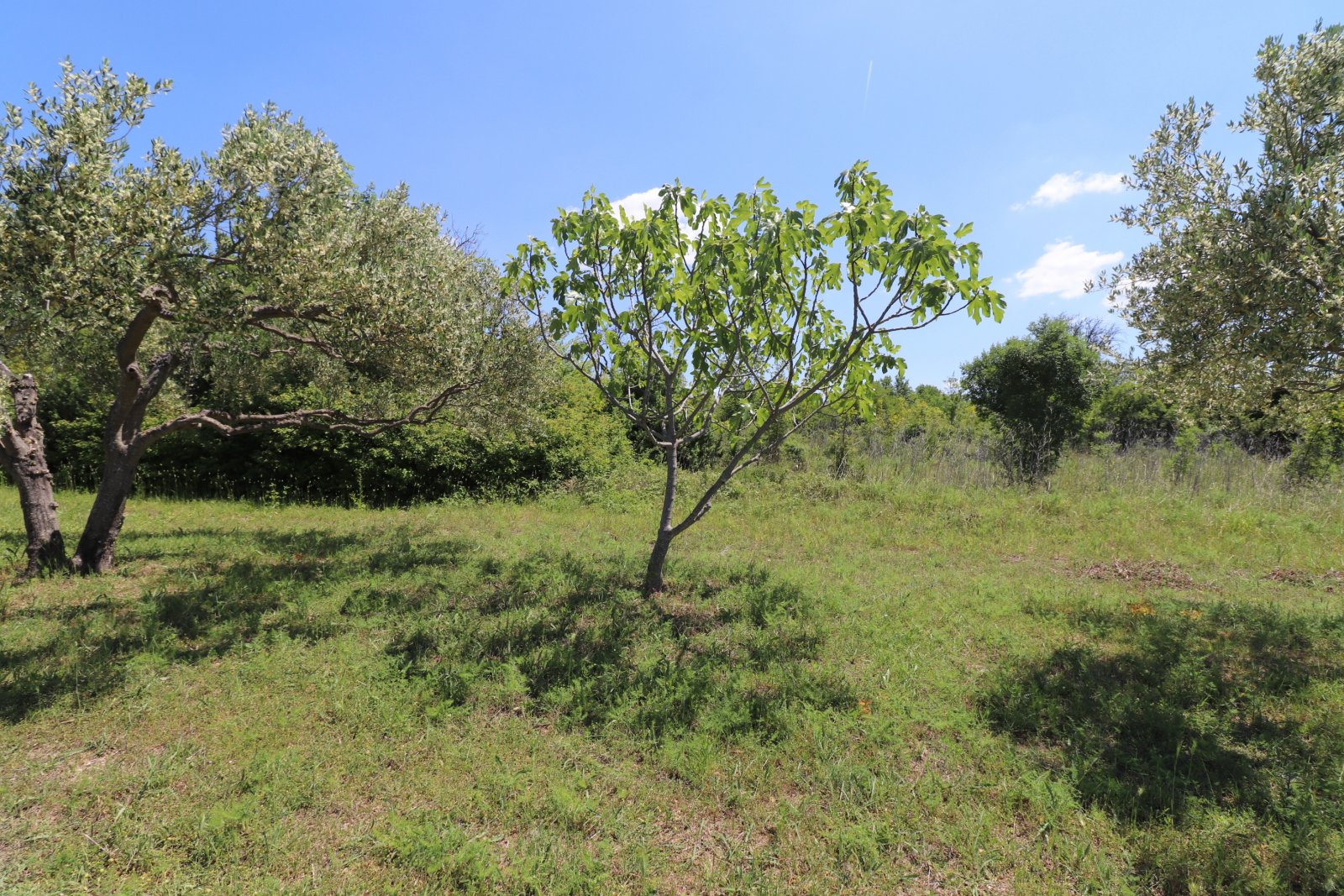 308914 - Grundstück in Skradin