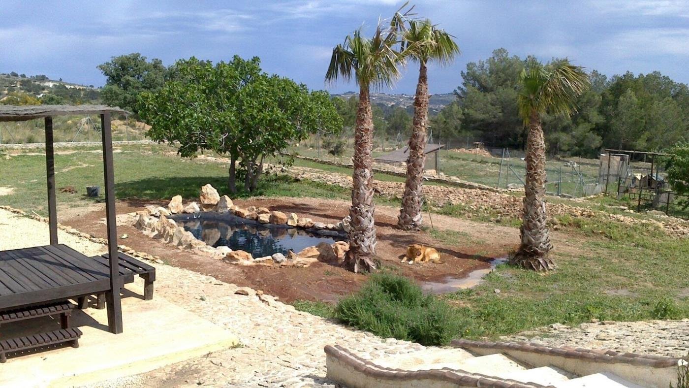 Mediterrane Gartenidylle mit Naturstein-Wasserspiel und exotischen Palmen - Ihr Rückzugsort zwischen Grün und Blau! Mediterrane Gartenidylle mit Naturstein-Wasserspiel und exotischen Palmen - Ihr Rückzugsort zwischen Grün und Blau!