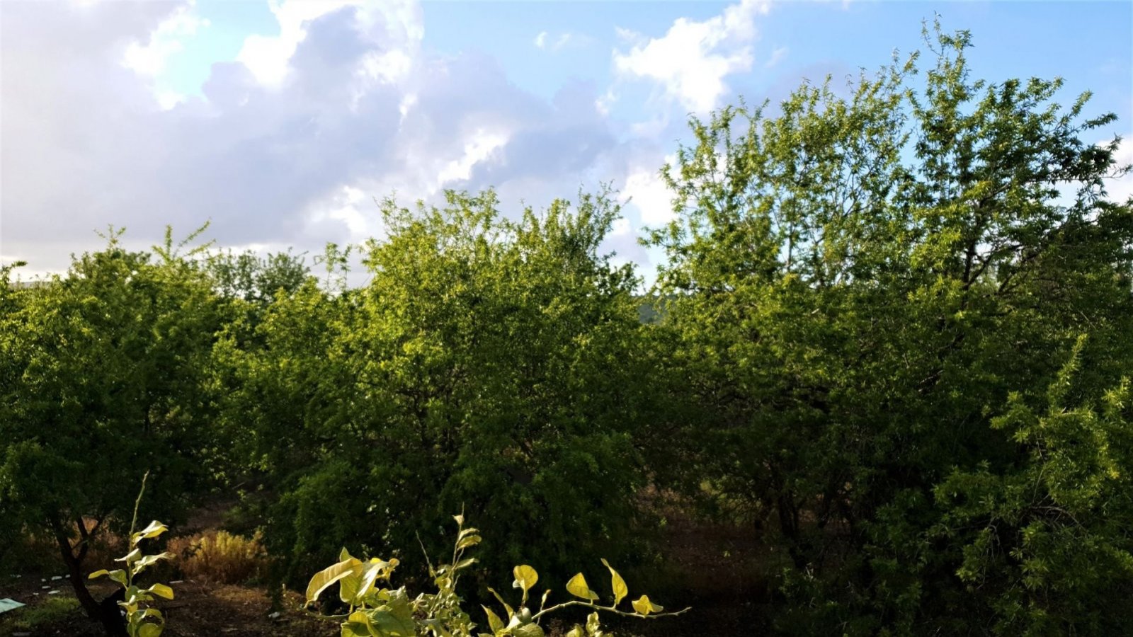 For Sale large private villa in Polemi village of Paphos in a private beautiful green area at the outskirts of the Village.Private big swimming po...