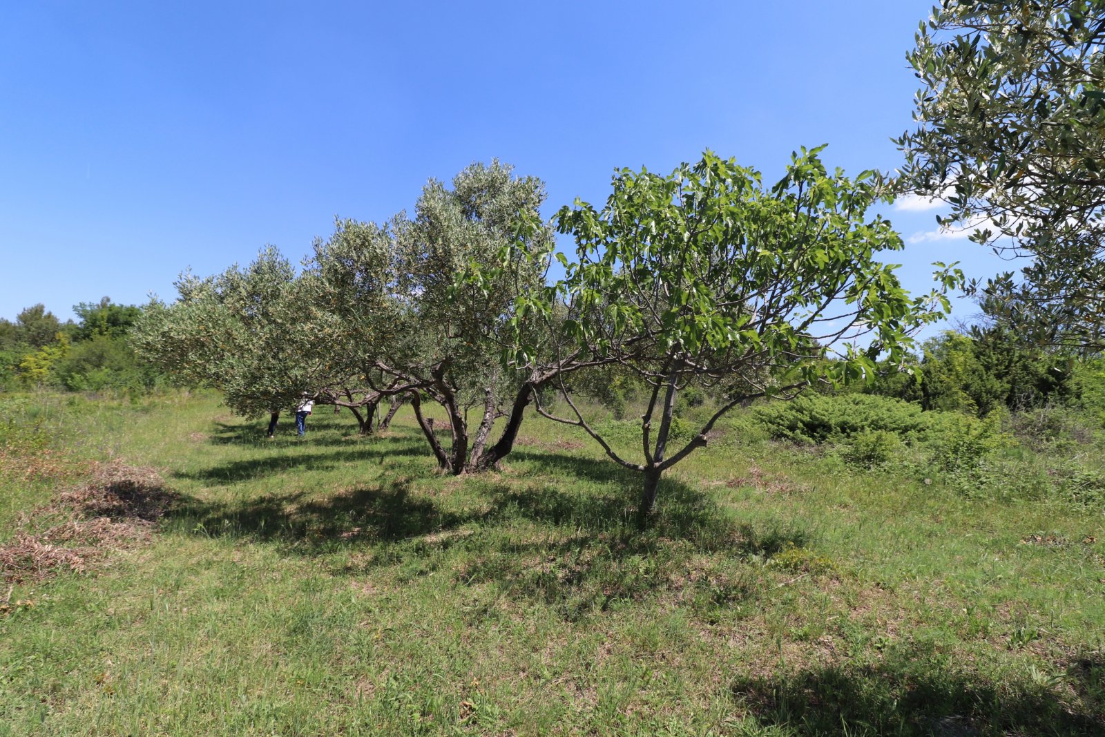 308914 - Grundstück in Skradin
