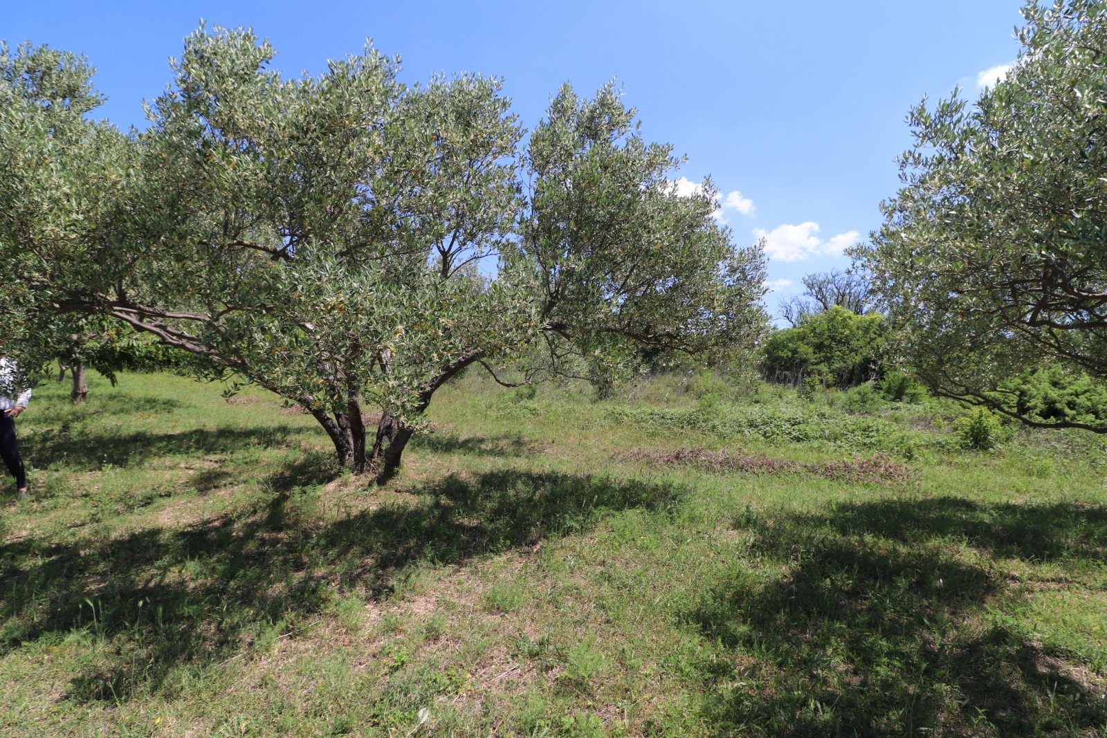 308914 - Grundstück in Skradin