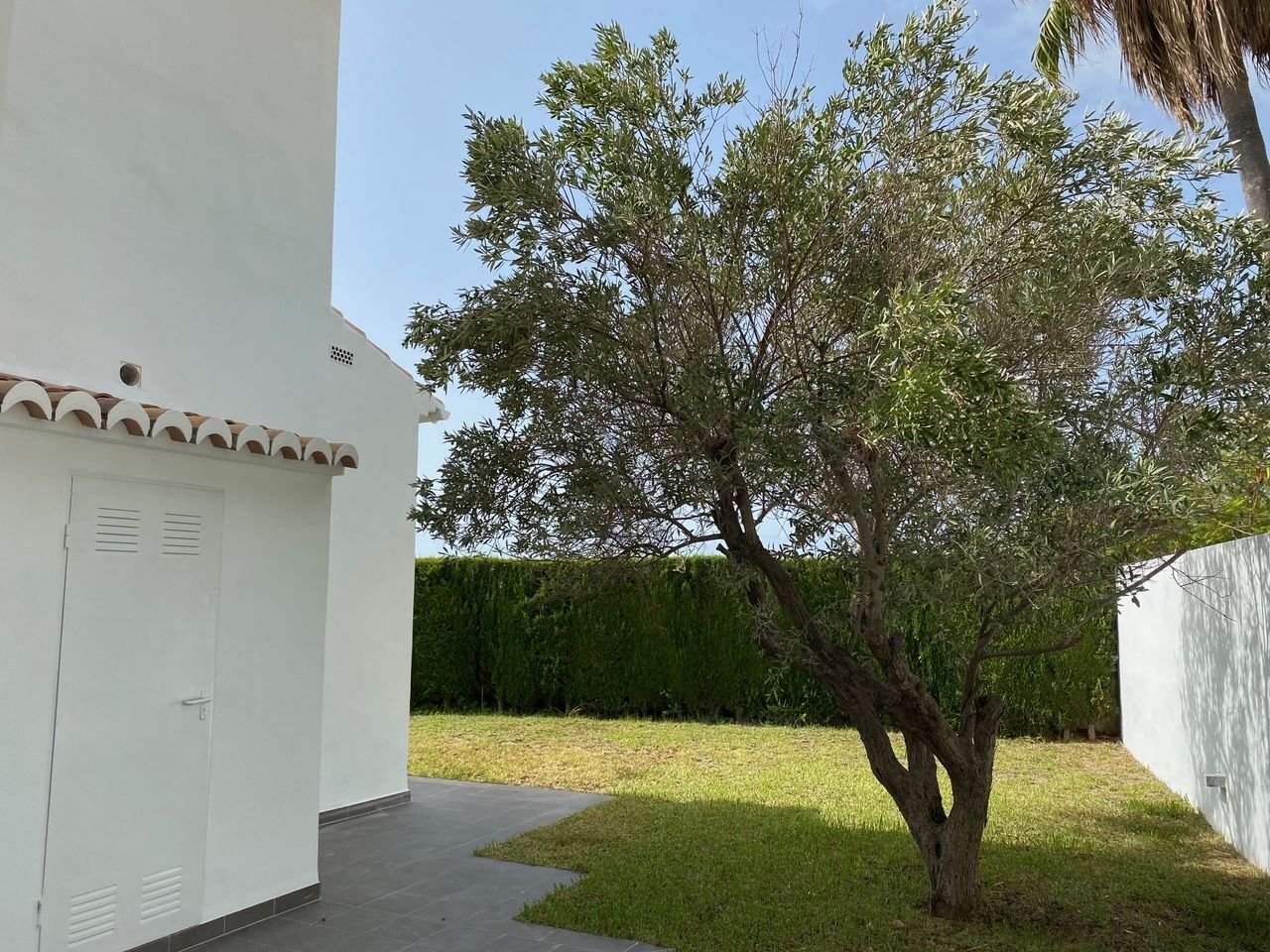 Idylle méditerranéenne dans le jardin : espace extérieur soigné avec un olivier charmant et une architecture élégante Idylle méditerranéenne dans le jardin : espace extérieur soigné avec un olivier charmant et une architecture élégante