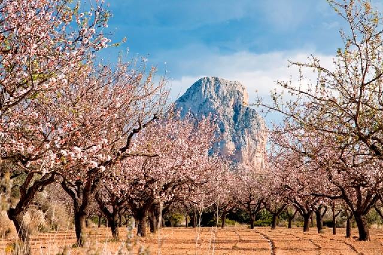 Pas de modifications dans le texte !Plantation d'amandiers en fleurs avec un massif rocheux majestueux - votre terrain de rêve avec vue panoramique ! Pas de modifications dans le texte !Plantation d'amandiers en fleurs avec un massif rocheux majestueux - votre terrain de rêve avec vue panoramique !