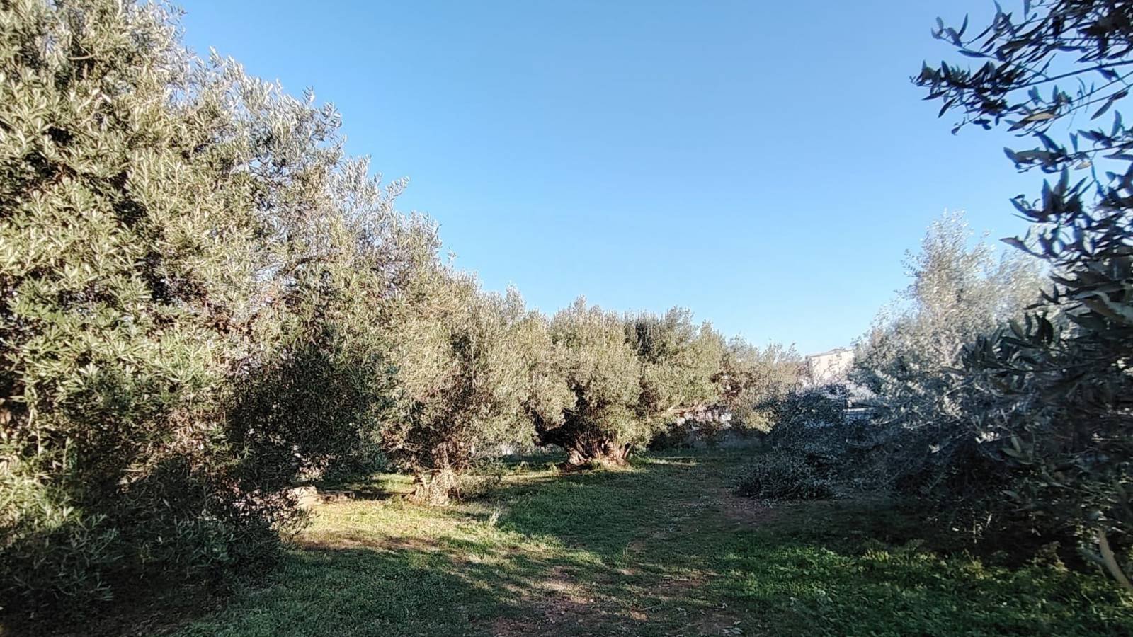 636535 - Grundstück in Tribunj