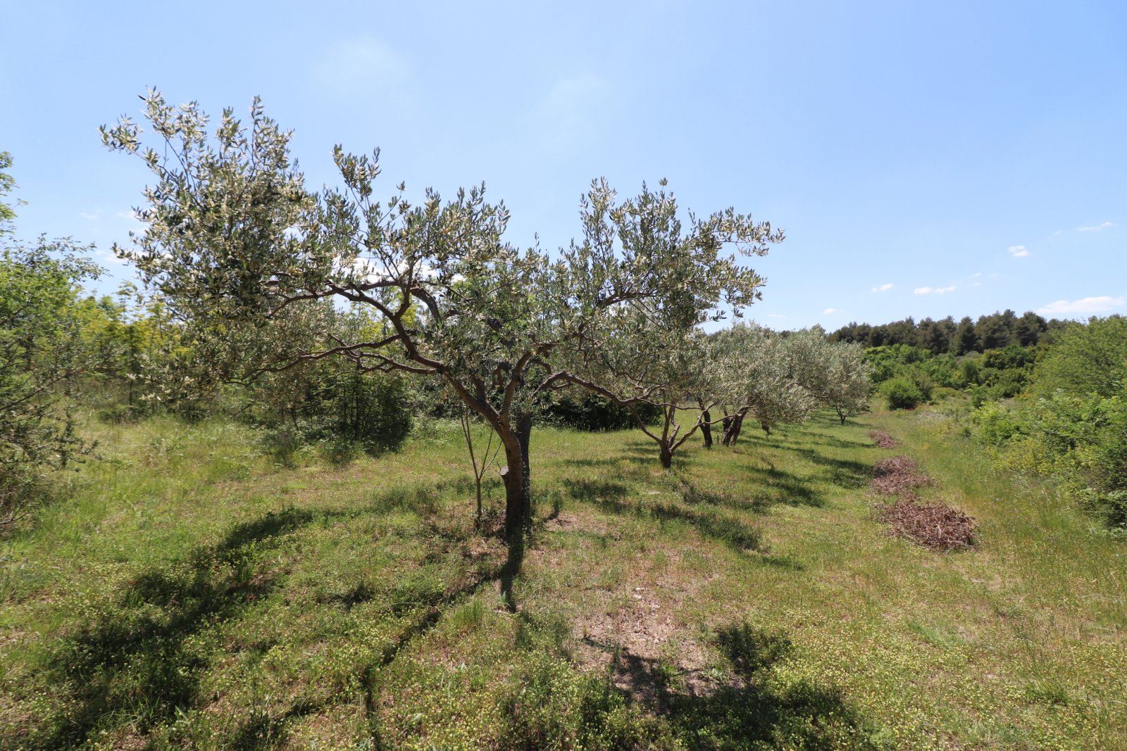 308914 - Grundstück in Skradin