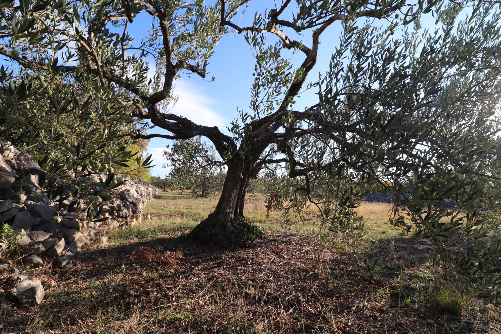 281509 - Grundstück in Šibenik - Okolica